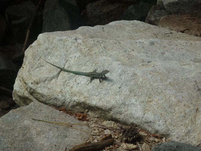 Rettili della Corsica